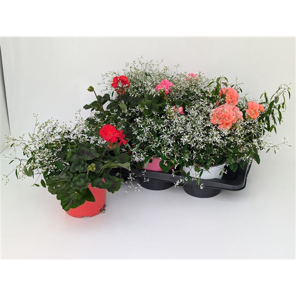 <h4>Gattungsmix Magic Twin XL (Euphorbia Diamond Frost + Pelargonium) T17</h4>