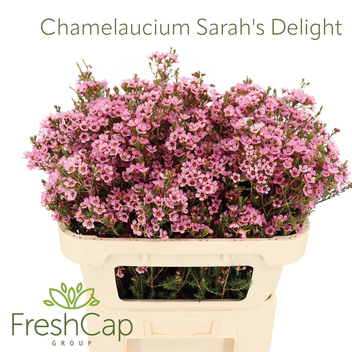 Chamelaucium Sarah's Delight