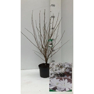 arr8 Magn Stellata Ov White