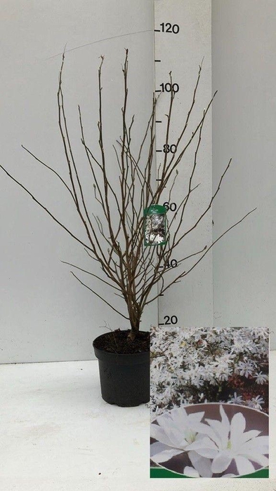 <h4>arr8 Magn Stellata Ov White</h4>