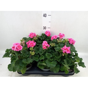 Pelargonium zona.   ...F1