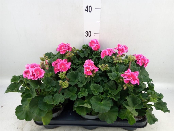 <h4>Pelargonium zona.   ...F1</h4>