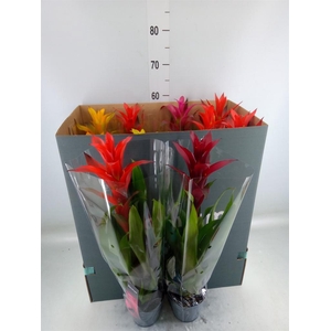 Guzmania   ...mix