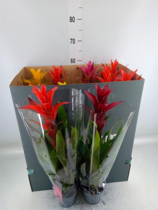 <h4>Guzmania   ...mix</h4>
