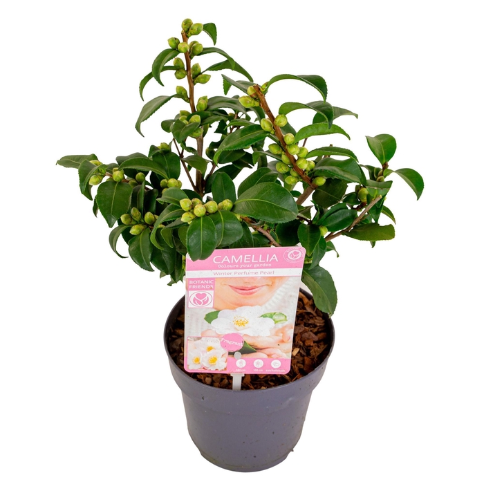 <h4>Camellia ja.'Winter Perfume Pearl'® Premium</h4>