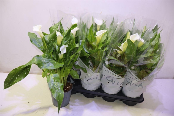 <h4>Zant Capt Fresco</h4>