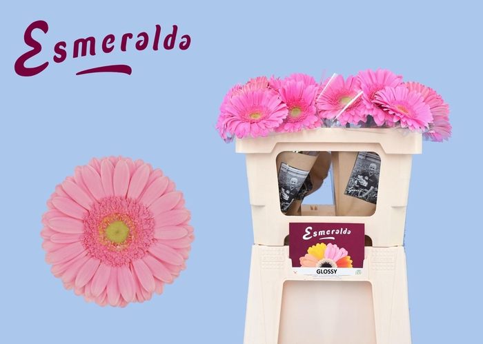 <h4>GE GR GLOSSY</h4>