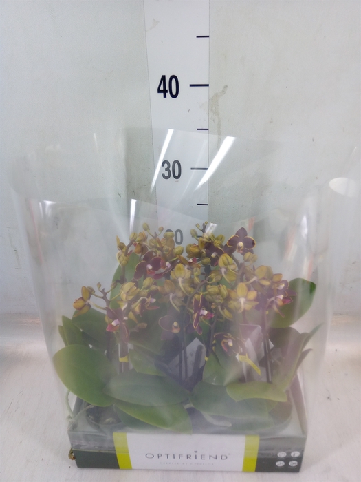 <h4>Phalaenopsis multi.   ...</h4>
