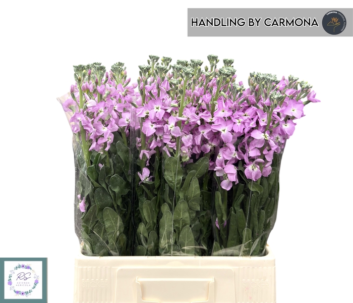 <h4>MATTH IRON PINK</h4>