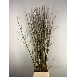 Salix Wilgenkatjes Vertakt