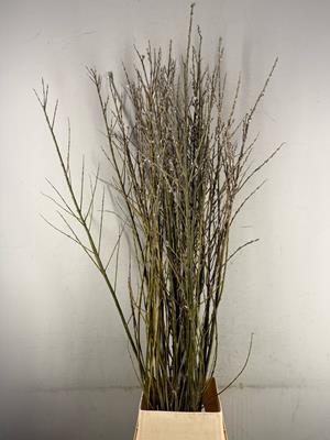 <h4>Salix Wilgenkatjes Vertakt</h4>