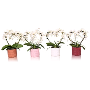 Phal. Multi vorm wit 