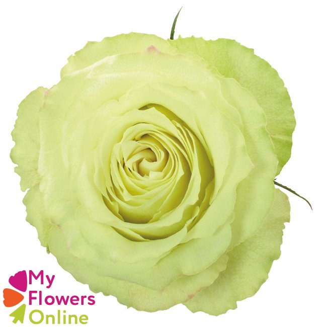 <h4>R Gr Lemonade Green 50cm EC</h4>