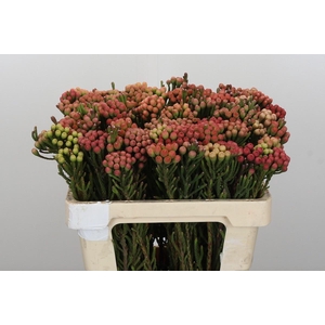 Kaaps Groen Red Brunia Small