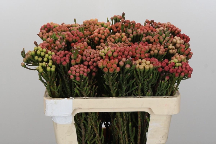 <h4>Kaaps Groen Red Brunia Small</h4>