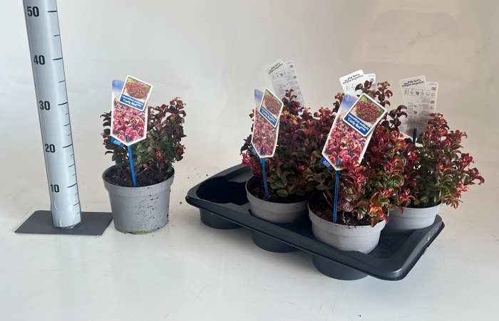 <h4>LEUCOT AX CURLY RED</h4>