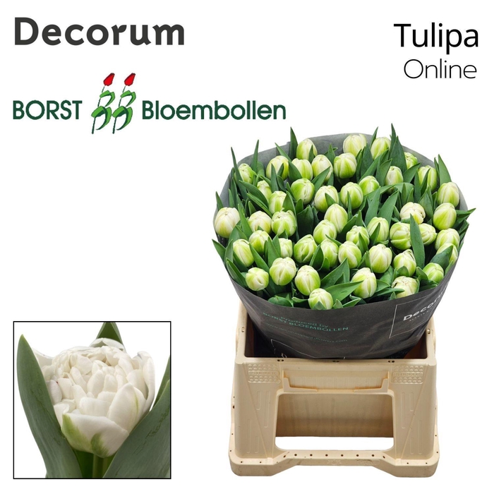 <h4>TU DU Online</h4>