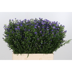 Aster Casamare