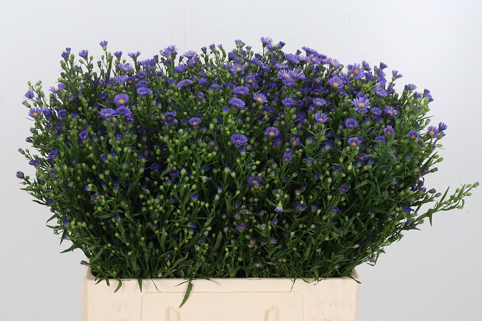 <h4>Aster Casamare</h4>