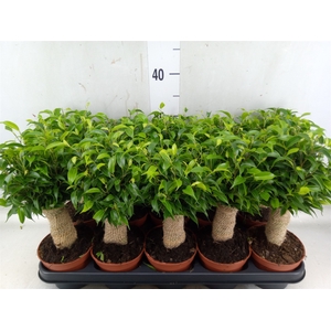 Ficus benja. 'Natasja'