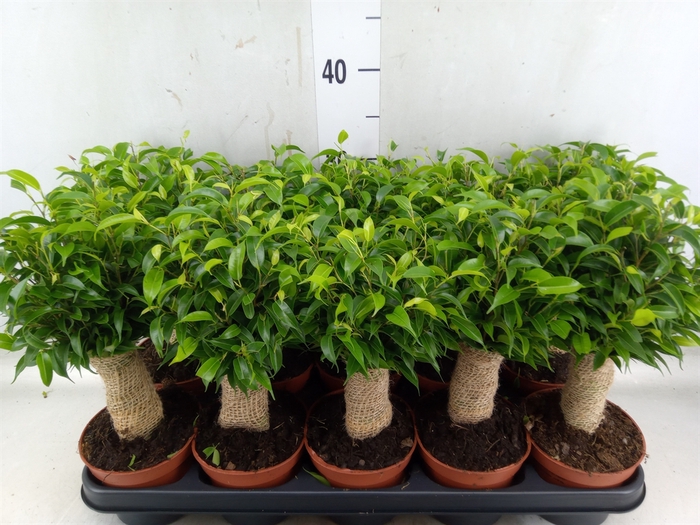 <h4>Ficus benja. 'Natasja'</h4>