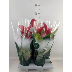 Anthurium andr. 'Melodia'