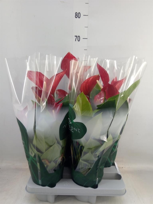 <h4>Anthurium andr. 'Melodia'</h4>