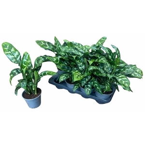 Aglaonema Maria 14Ø 35cm 2pp