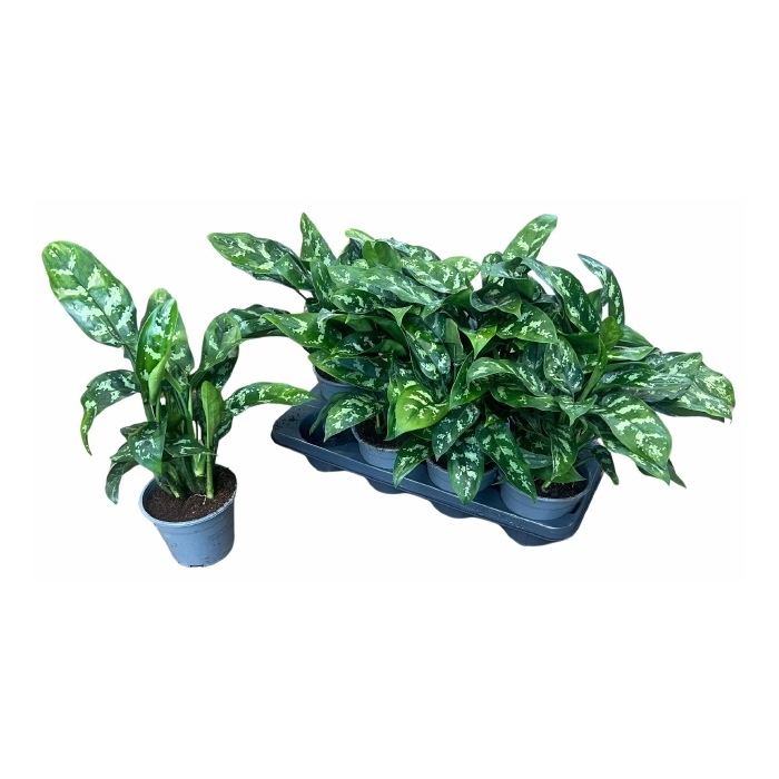 <h4>Aglaonema Maria 14Ø 35cm 2pp</h4>