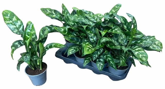 <h4>Aglaonema Maria</h4>