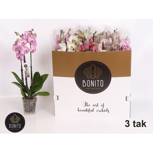 PHAL GEM 5 KL