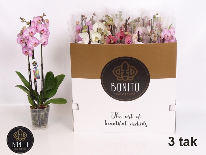 <h4>PHAL GEM 5 KL</h4>