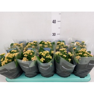 Kalanchoe blos. 'Serenity Gold'