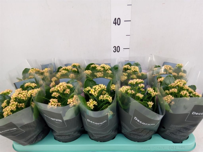 <h4>Kalanchoe blos. 'Serenity Gold'</h4>