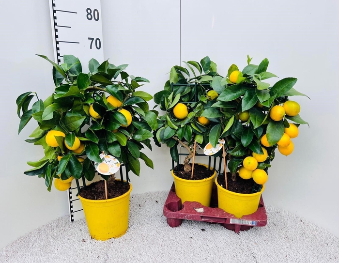 <h4>CITR MEYERI MEYER</h4>