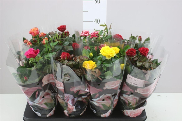 <h4>Rosa Patio Gemengd</h4>