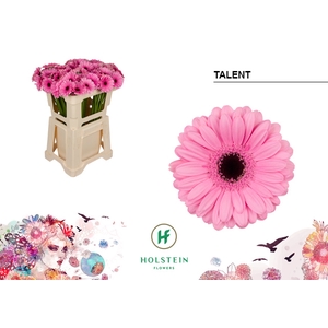 GE MI Talent emmer x80