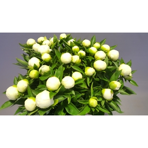 Paeonia Duchesse De Nemours