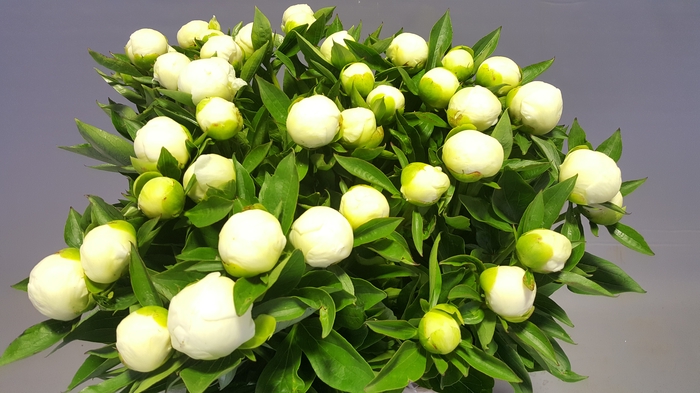 <h4>Paeonia Duchesse De Nemours</h4>