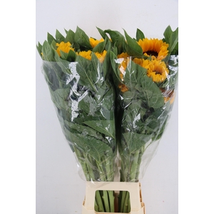 HELIANTHUS VINCENT