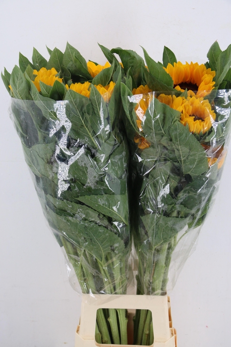 <h4>HELIANTHUS VINCENT</h4>