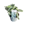 Brunnera