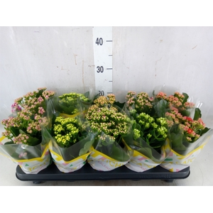 Kalanchoe blos.   ..rosebud mix  5