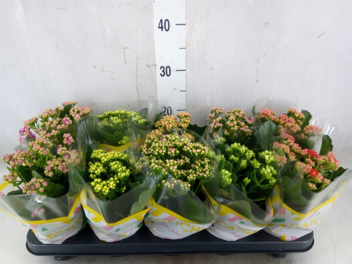 <h4>Kalanchoe blos.   ..rosebud mix  5</h4>