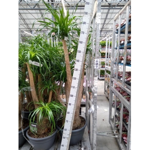 Beaucarnea recurvata