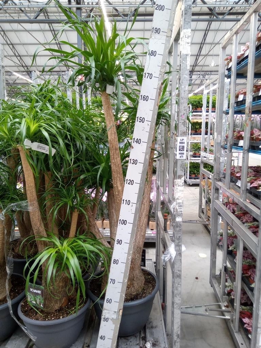 <h4>Beaucarnea recurvata</h4>