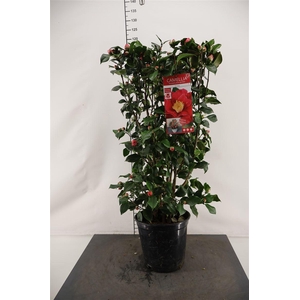 Camellia Jap.. Dr. King 120 Cm. Hoog 27 Cm. Pot