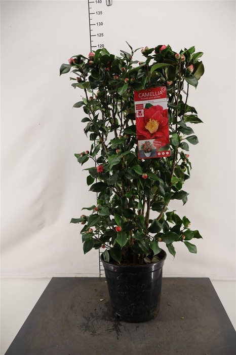 <h4>Camellia Jap.. Dr. King 120 Cm. Hoog 27 Cm. Pot</h4>