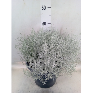 Leucophyta brownii