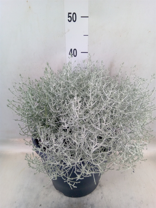 <h4>Leucophyta brownii</h4>